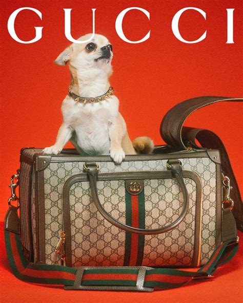 bijenkorf gucci pet|Gucci pet collection.